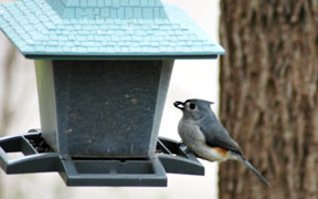 Titmouse