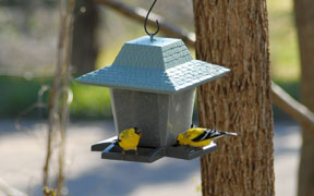 Goldfinches on feeder