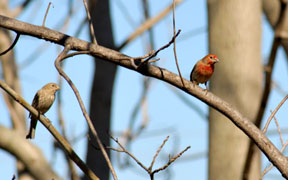 Pair of House Finches