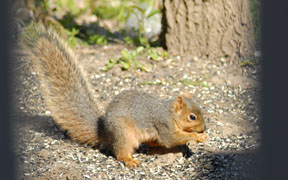 Squirrel