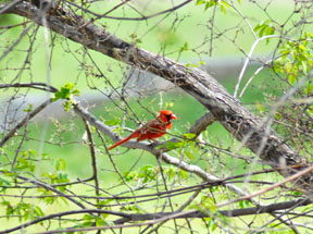 Cardinal