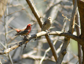 House Finch Courting