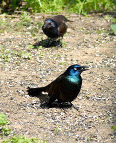 Grackle