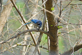 Blue Jay opening seed