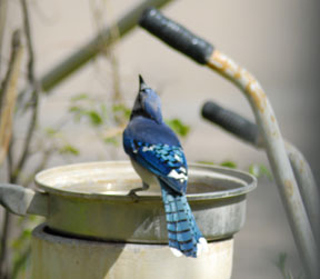 Blue Jay Drinking