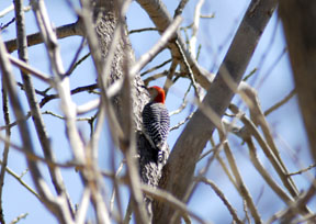 Red-bellied Woodpecker