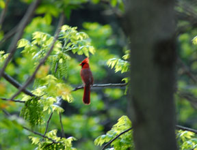 Cardinal