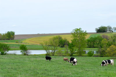 Holstein Cows Grazing