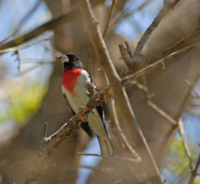 Grosbeak