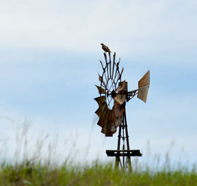 Redtail Hawk