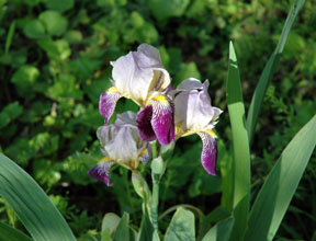 Iris
