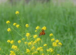 Monarch