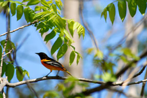 Baltimore Oriole