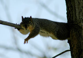 Squirrel