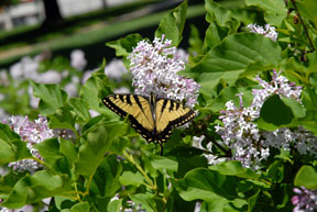 Tiger Swallowtail