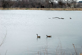 Canada Geese