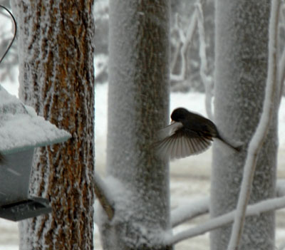 Junko in flight