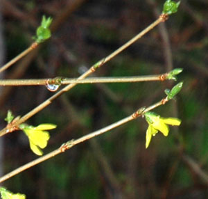 Blooming Shrub