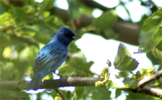 Indigo Bunting