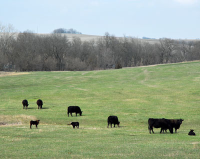 Calves of Spring