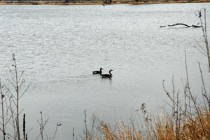 Canada Geese