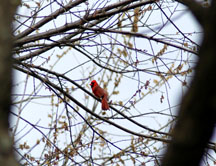 Cardinal on a high oak branch