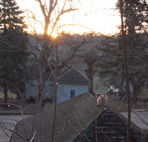 Cat on roof