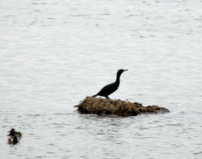 Cormorant on muskrat "house"