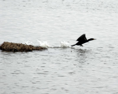 Cormorant taking flight