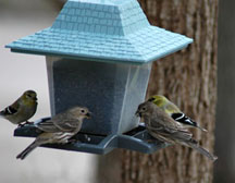 Crowded Bird-Feeder