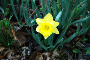 Daffodil