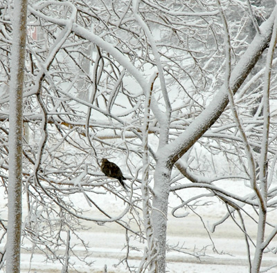 Dove in tree