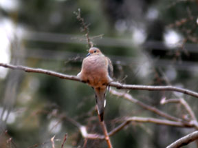 Lonesome Dove