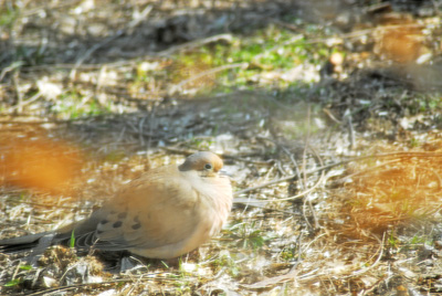 Mourning Dove