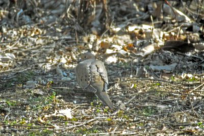 Mourning Dove