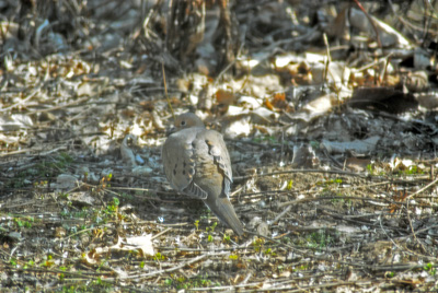 Mourning Dove