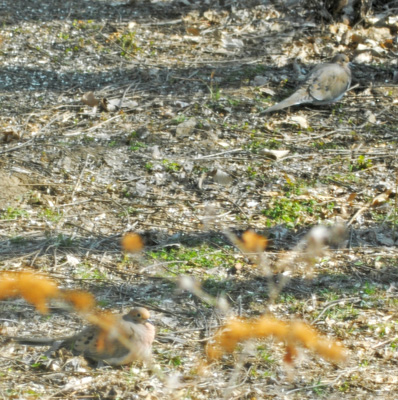 Pair of Doves