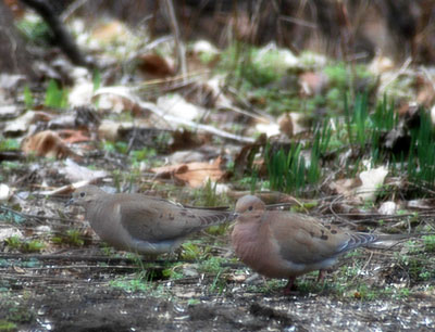 Mourning Dove pair