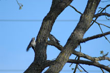 Downey Woodpeckers