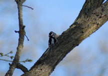 Downey Woodpeckers kissing or feeding