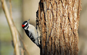 Downy Woodpecker, Male