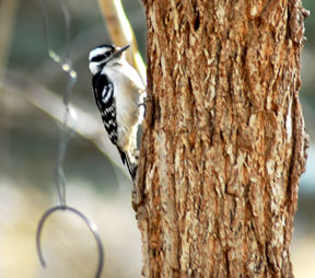 Downy Woodpecker, Female