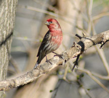 House Finch