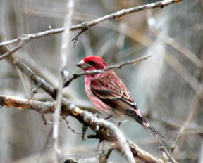 House Finch, Male