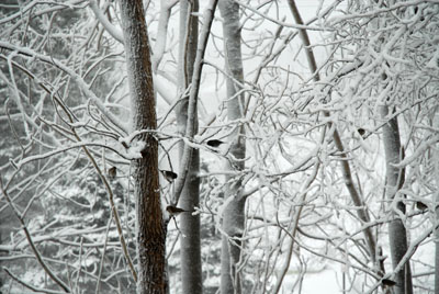 Junko's in tree