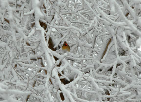 Lady Cardinal