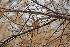 Lady Cardinal