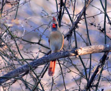 Lady Cardinal