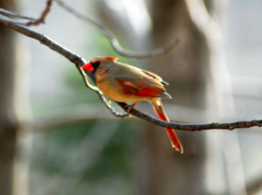 Female Cardinal