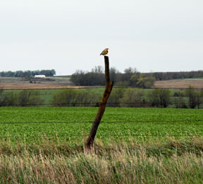 Western Meadowlark